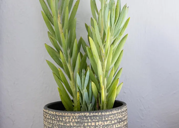 Apartment Coquette Studette, Apercu Mer, A 400m Des Plages *